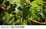 pods castor oil plant ai generated. Стоковое AI-изображение, AI-художник Vectorwin / Фотобанк Лори