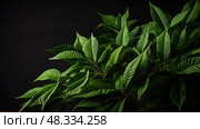 elegant chaste tree ai generated. Стоковое AI-изображение, AI-художник Vectorwin / Фотобанк Лори