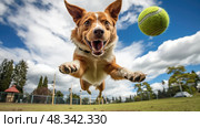 fetch red heeler ai generated. Стоковое AI-изображение, AI-художник Vectorwin / Фотобанк Лори