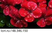 vibrant red geraniums ai generated. Стоковое AI-изображение, AI-художник Vectorwin / Фотобанк Лори