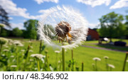 seeds dandelion plant ai generated. Стоковое AI-изображение, AI-художник Vectorwin / Фотобанк Лори