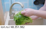 Close up of woman washing fresh green salad leaves under the faucet in stylish kitchen sink, splashes. Female hands rinsing lettuce with tap water. Food safety. Vegan vegetable leaf salad preparation. Стоковое видео, видеограф Марина Демидюк / Фотобанк Лори