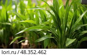 garden insulin plant ai generated. Стоковое AI-изображение, AI-художник Vectorwin / Фотобанк Лори