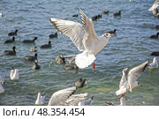 Морские чайки на фоне моря.  Sea gulls against the sea. Стоковое фото, фотограф Татьяна Д / Фотобанк Лори