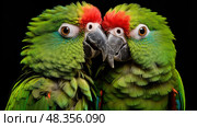 preening blue crowned conure ai generated. Стоковое AI-изображение, AI-художник Vectorwin / Фотобанк Лори