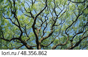 leaves elm trees ai generated. Стоковое AI-изображение, AI-художник Vectorwin / Фотобанк Лори