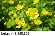 foxglove poisonous plants ai generated. Стоковое AI-изображение, AI-художник Vectorwin / Фотобанк Лори