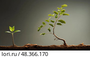 growth tree life cycle ai generated. Стоковое AI-изображение, AI-художник Vectorwin / Фотобанк Лори