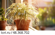 terracotta spider plant ai generated. Стоковое AI-изображение, AI-художник Vectorwin / Фотобанк Лори