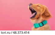 Portrait: Golden puppy with mouth wide open in a large yawn, featuring a teal collar against pink backdrop, animal pet. Стоковое AI-изображение, AI-художник Данила Большаков / Фотобанк Лори