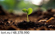 photosynthesis bean plant life cycle ai generated. Стоковое AI-изображение, AI-художник Vectorwin / Фотобанк Лори
