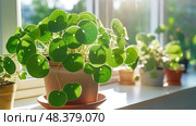 peperomioides chinese money plant ai generated. Стоковое AI-изображение, AI-художник Vectorwin / Фотобанк Лори