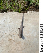 Close-Up of Grayish-Brown Lizard on Concrete with Sunlit Background. Стоковое фото, фотограф Елена Высокова / Фотобанк Лори