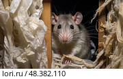 closhredded rats house ai generated. Стоковое AI-изображение, AI-художник Vectorwin / Фотобанк Лори