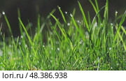 Green nature background with water dew drops on grass. Стоковое видео, видеограф Михаил Коханчиков / Фотобанк Лори