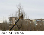 Рабочие на автовышке проводят обрезку деревьев во дворе жилого дома, городской пейзаж. Волгоград, Тракторозаводский район, Россия. (2023 год). Стоковое фото, фотограф Андрей Цыганков / Фотобанк Лори