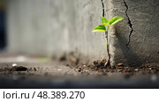 thrive plants sprouting ai generated. Стоковое AI-изображение, AI-художник Vectorwin / Фотобанк Лори
