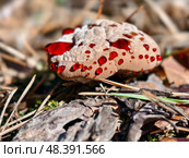 Close-up photo of bleeding tooth fungus Hydnellum peckii growing in forest. Стоковое фото, фотограф Сергей Пристяжнюк (Serg Zastavkin) / Фотобанк Лори