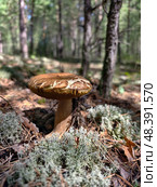 Белый гриб в лесу. King bolete cep mushroom Boletus edulis growing in forest. Natural background. Стоковое фото, фотограф Сергей Пристяжнюк (Serg Zastavkin) / Фотобанк Лори