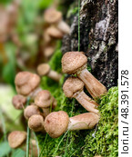 Опята осенние на стволе дерева. A group of edible honey fungi Armillaria mellea on the bark of a tree in a forest. Стоковое фото, фотограф Сергей Пристяжнюк (Serg Zastavkin) / Фотобанк Лори