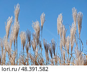 Мискантус на фоне голубого неба. Silvergrass or Miscanthus sinensis grass on blue sky background. Стоковое фото, фотограф Сергей Пристяжнюк (Serg Zastavkin) / Фотобанк Лори