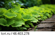 pathway leaf boarders ai generated. Стоковое AI-изображение, AI-художник Vectorwin / Фотобанк Лори