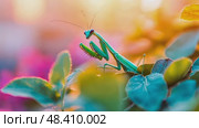 Vibrant green praying mantis hunts among colorful flora, showcasing its predatory stealth in a natural, close-up view. Стоковое AI-видео, аниматор Данила Большаков / Фотобанк Лори