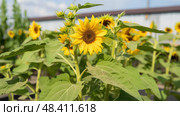 magnesium plant deficiency ai generated. Стоковое AI-изображение, AI-художник Vectorwin / Фотобанк Лори