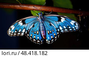 metamorphosis blue caterpillar ai generated. Стоковое AI-изображение, AI-художник Vectorwin / Фотобанк Лори