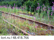 Old rusty abandoned railways overgrown with willow-herb bushes and moss. Стоковое фото, фотограф Елена Иванова / Фотобанк Лори