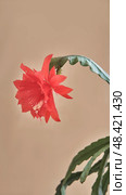 Red Epiphyllum Flower Blooming on Curved Stem Against Neutral Background. Стоковое фото, фотограф Ирина Кононова / Фотобанк Лори