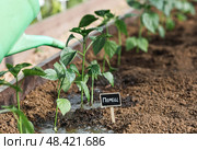 A sign with an inscription in Russian: "pepper". Seedlings of bell peppers are planted in the ground in a greenhouse. The concept of spring planting of vegetables and farming. Стоковое фото, фотограф Photojuli / Фотобанк Лори