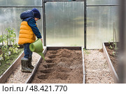 A little boy with a watering can waters the soil before planting a plant. Seedlings are planted in the ground in a greenhouse. Planting vegetables and agriculture. Teaching a child to work. Стоковое фото, фотограф Photojuli / Фотобанк Лори