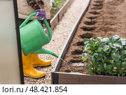 An elderly woman with a watering can waters the ground before planting a plant. Seedlings are planted in the ground in a greenhouse. The concept of spring planting of vegetables and agriculture. Стоковое фото, фотограф Photojuli / Фотобанк Лори