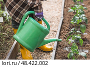 An elderly woman with a watering can waters the ground before planting a plant. Seedlings are planted in the ground in a greenhouse. The concept of spring planting of vegetables and agriculture. Стоковое фото, фотограф Photojuli / Фотобанк Лори