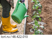 An elderly woman with a watering can waters the ground before planting a plant. Seedlings are planted in the ground in a greenhouse. The concept of spring planting of vegetables and agriculture. Стоковое фото, фотограф Photojuli / Фотобанк Лори