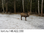 Благородный олень в лесу. Стоковое фото, фотограф Пучков Андрей Александрович / Фотобанк Лори