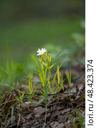Stellaria holostea. delicate forest flowers made of ham, Stellaria holostea or Echte Sternmiere. Floral background. White flowers on a natural background. close-up, macro photo, beauty of nature. Стоковое фото, фотограф Дина Дамоцева / Фотобанк Лори
