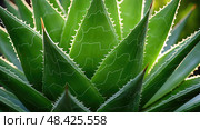 green aloe ferox ai generated. Стоковое AI-изображение, AI-художник Vectorwin / Фотобанк Лори
