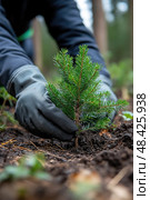 A person in gloves plants a young evergreen sapling into the rich soil of a forest, emphasizing a commitment to reforestation and environmental care. Стоковое AI-изображение, AI-художник Данила Большаков / Фотобанк Лори