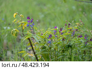 Flowers of spring vetchling (Lathyrus vernus) plant in wild nature. May, Стоковое фото, фотограф Дина Дамоцева / Фотобанк Лори