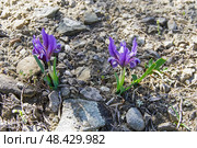 Цветущий фиолетовый карликовый ирис (лат. Iris pumila). Крым, апрель. Стоковое фото, фотограф Сергей Рыбин / Фотобанк Лори