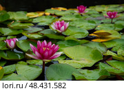Марлиака Рубра Пунктата Нимфея водяная лилия лотос (Marliacea Rubra Punctata) под дождем в Никитском ботаническом саду, Ялта, Крым. Стоковое фото, фотограф Александр Пеньков / Фотобанк Лори