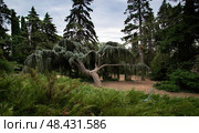 Кедр атласский, плакучий, сизый или же Cedrus atlantica ‘Glauca Pendula’ семейство Сосновые — Pinaceae Декоративная форма. Раскинулся в Никитском ботаническом саду. Ялта, Крым. Стоковое фото, фотограф Александр Пеньков / Фотобанк Лори