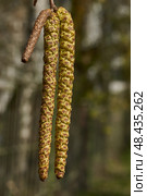 The stamen earrings of the birch bloomed in early spring before the leaves appeared. Стоковое фото, фотограф Андрей Жигальцов / Фотобанк Лори