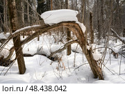 A windfall in a dense snow-covered forest in winter. Стоковое фото, фотограф Сергей Фролов / Фотобанк Лори