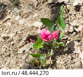 Цветущий дикорастущий душистый горошек (лат. Lathyrus odoratus). Крым, апрель. Стоковое фото, фотограф Сергей Рыбин / Фотобанк Лори