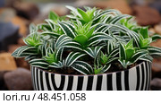 fasciata zebra plant ai generated. Стоковое AI-изображение, AI-художник Vectorwin / Фотобанк Лори