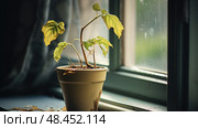drooping wilted plant ai generated. Стоковое AI-изображение, AI-художник Vectorwin / Фотобанк Лори