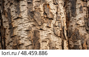 ridges hickory trees ai generated. Стоковое AI-изображение, AI-художник Vectorwin / Фотобанк Лори